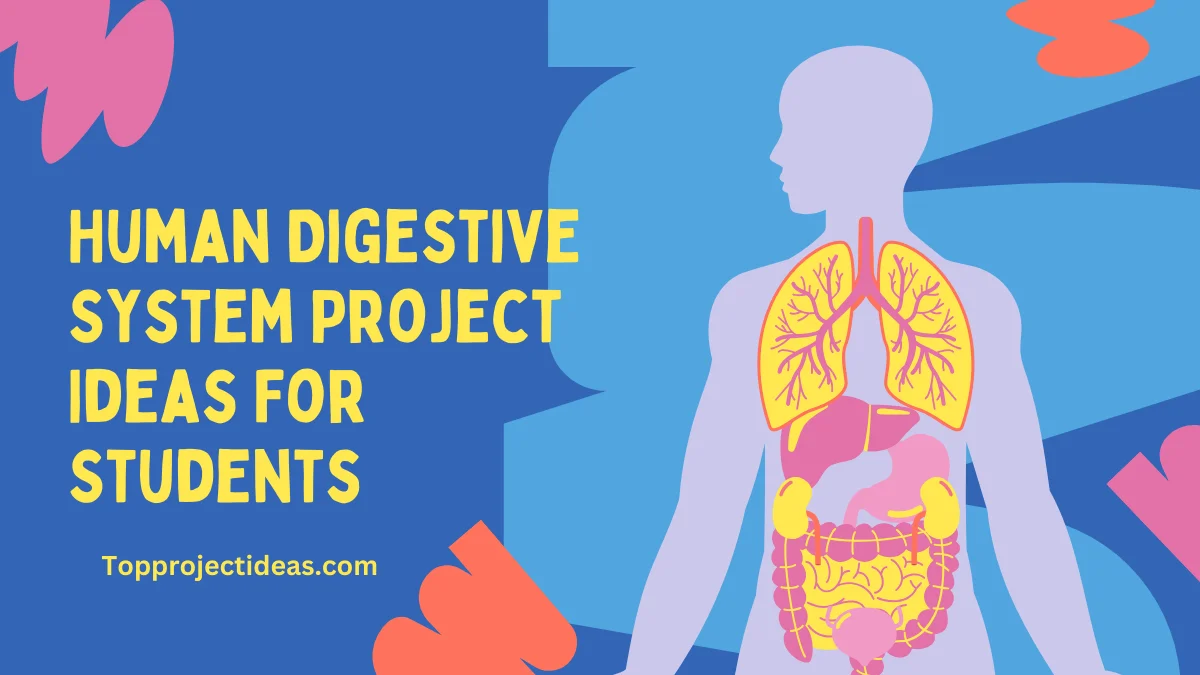 Human Digestive System Project Ideas For Students